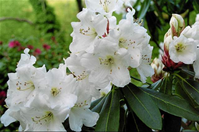 Fast Rabbit Farm – Woodland Garden & Plant Nursery near Dartmouth